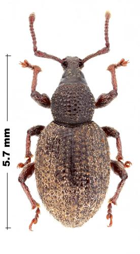 Réf. 318 400 : Otiorhynchus singularis